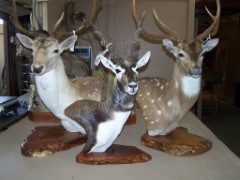 Taxidermy Items for Sale
