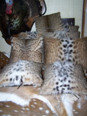 Taxidermy Items for Sale